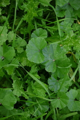 Malva sylvestris