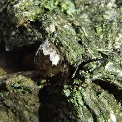 Euryopis funebris