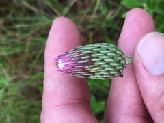 Cirsium lecontei