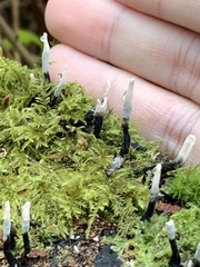Xylaria hypoxylon