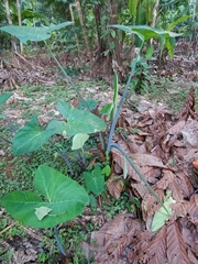 Xanthosoma sagittifolium