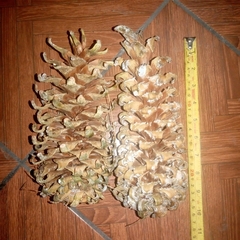 Pinus ayacahuite