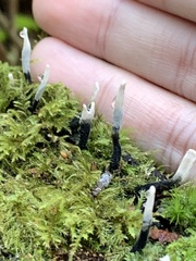Xylaria hypoxylon