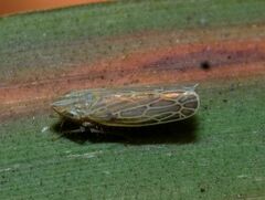 Laevicephalus