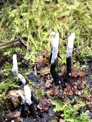 Xylaria hypoxylon