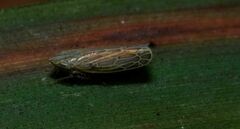 Laevicephalus