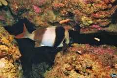 Pseudogoniistius nigripes