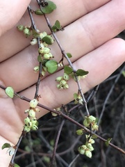 Muehlenbeckia complexa