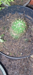 Melocactus curvispinus