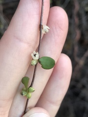 Muehlenbeckia complexa