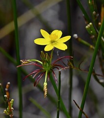 Tricoryne