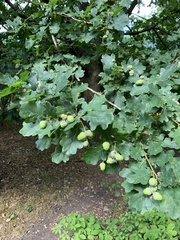 Quercus robur