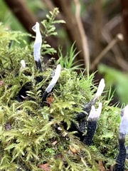 Xylaria hypoxylon