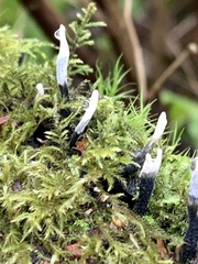 Xylaria hypoxylon