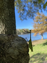 Pseudovates chlorophaea