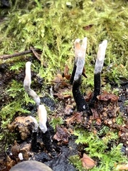 Xylaria hypoxylon
