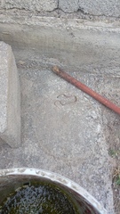 Tantilla hobartsmithi