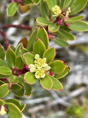 Tasmannia lanceolata