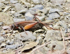 Gryllidae