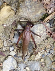 Gryllidae