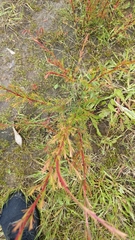 Epilobium billardiereanum