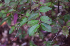 Vaccinioideae