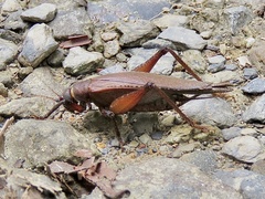 Gryllidae