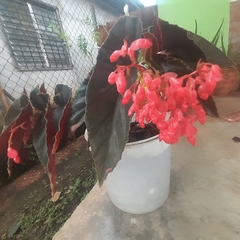 Begonia coccinea