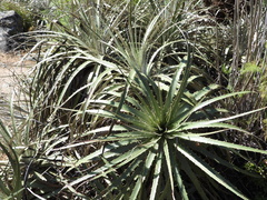 Puya chilensis