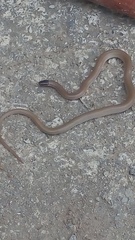 Tantilla hobartsmithi