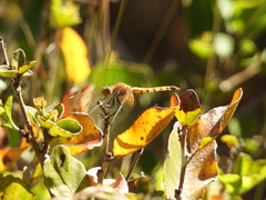 Erythrodiplax corallina