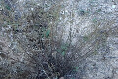 Artemisia campestris