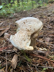 Amanita smithiana