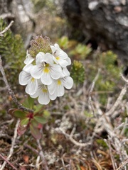 Euphrasia striata