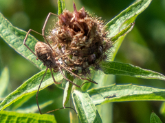 Phalangium opilio