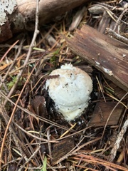 Amanita smithiana
