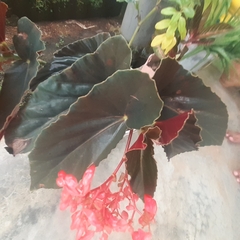 Begonia coccinea