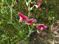 Lathyrus tingitanus