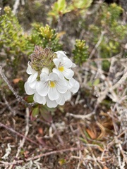 Euphrasia striata
