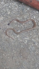 Tantilla hobartsmithi