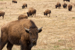Bison bison bison