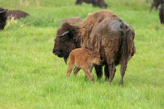 Bison bison bison