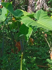 Xanthosoma sagittifolium