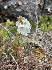 Euphrasia striata