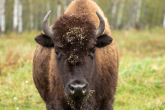Bison bison bison