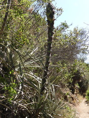 Puya chilensis