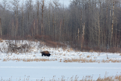 Bison bison bison