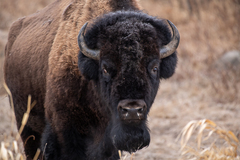 Bison bison bison