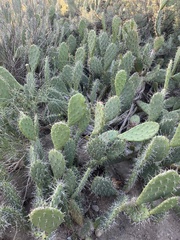 Opuntia semispinosa