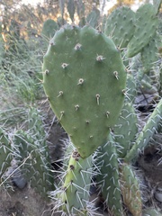 Opuntia semispinosa